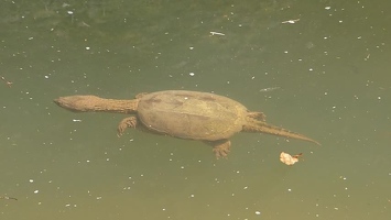Video: Turtle